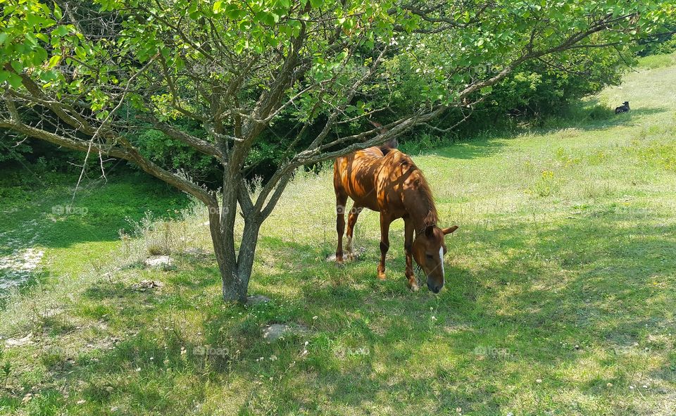 Nature, Grass, Summer, No Person, Tree