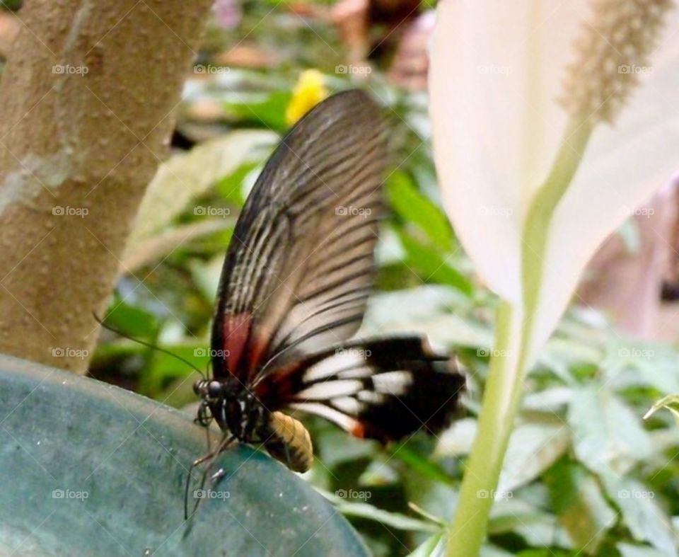 Butterfly Closeup 