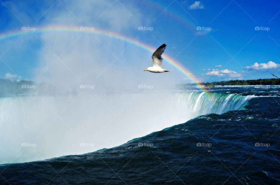 A bird flying through from rainbow