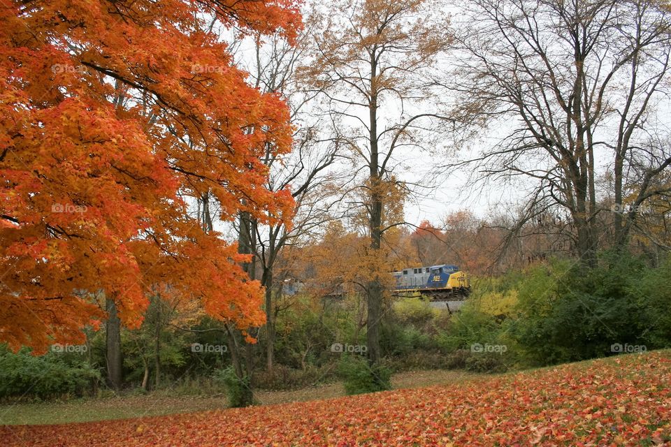 Fall foliage with a train