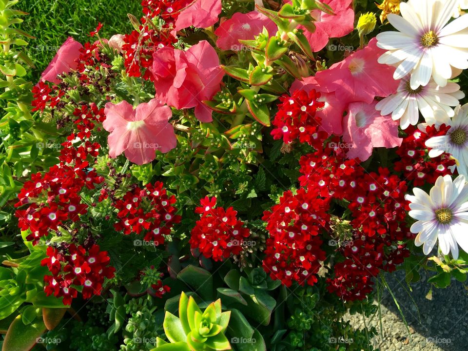 Red Flowers 