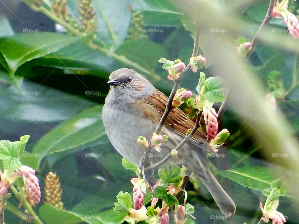 birdy sparrow