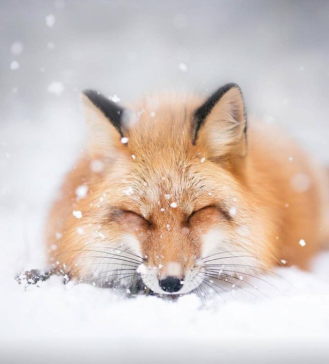 The wolf is the largest extant member of the Canidae family, and is further distinguished from coyotes and jackals by a broader snout, shorter ears, a shorter torso and a longer tail. It is slender and powerfully built, with a large.
