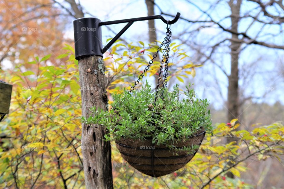 Hanging Plant