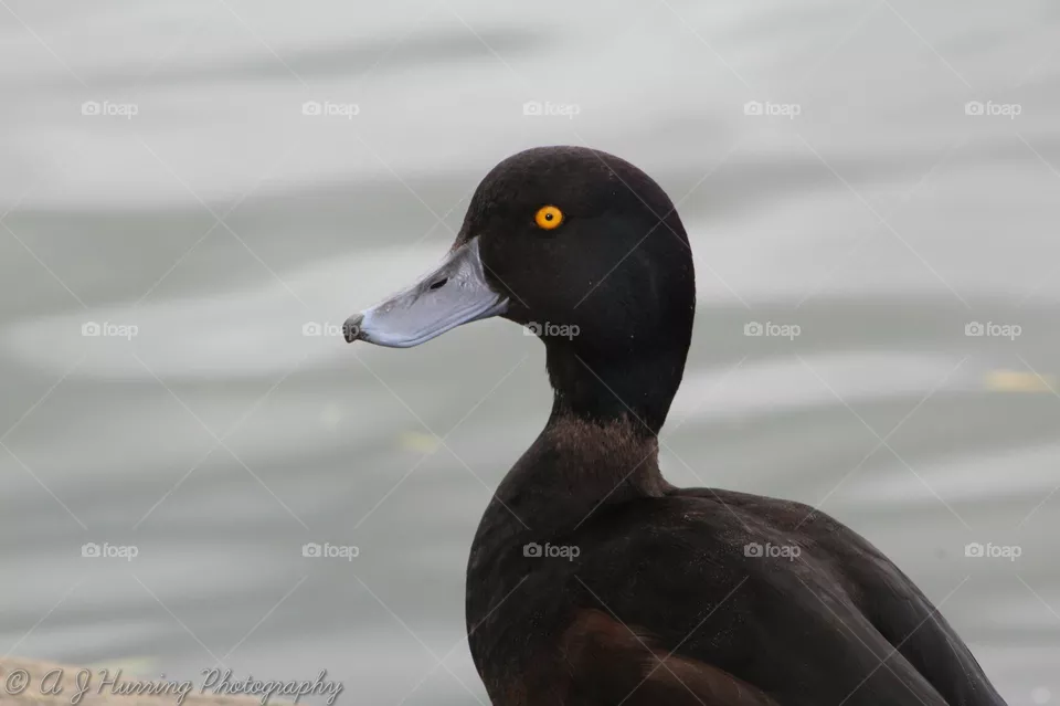 Black duck