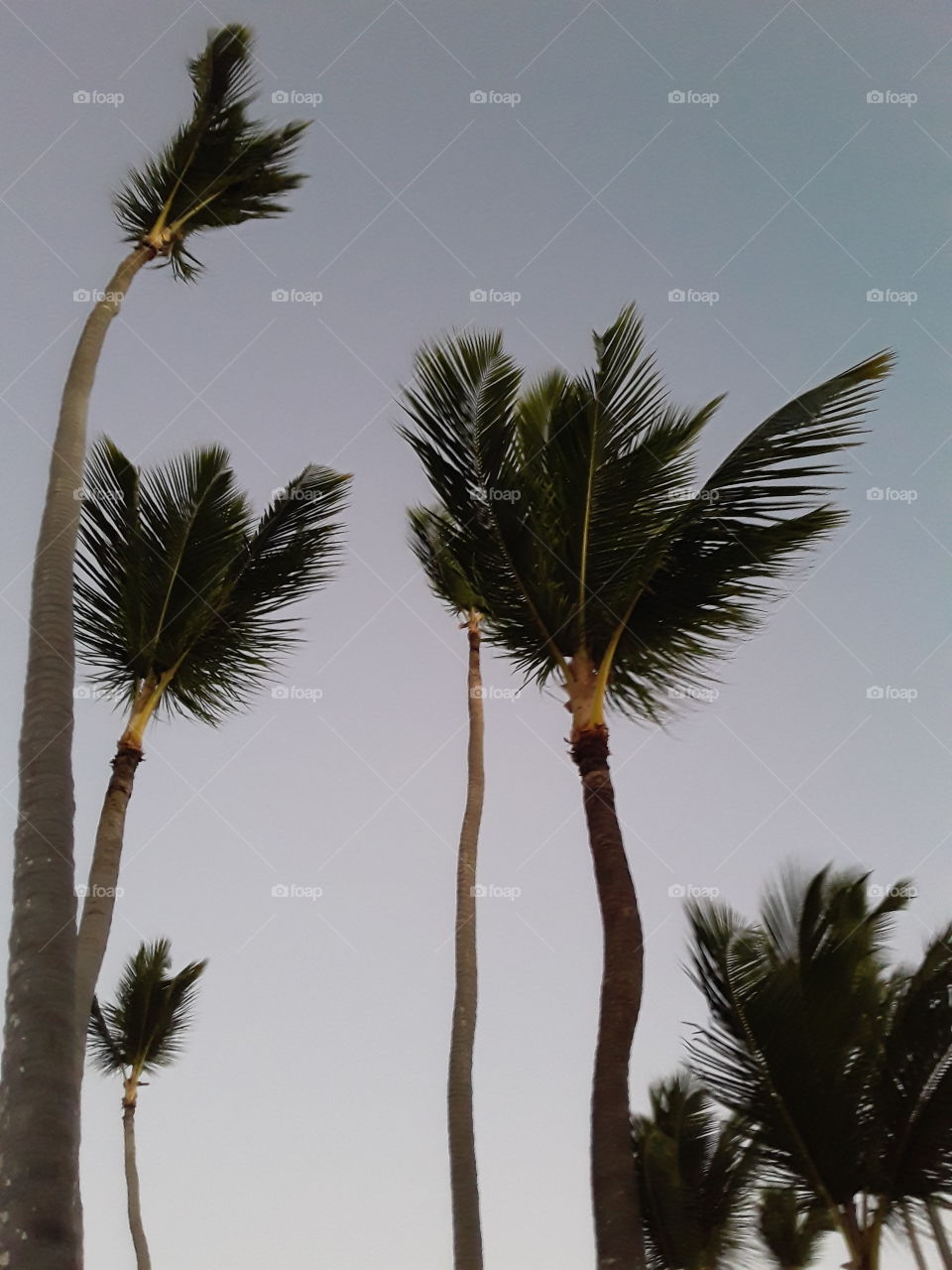 sky and palm trees