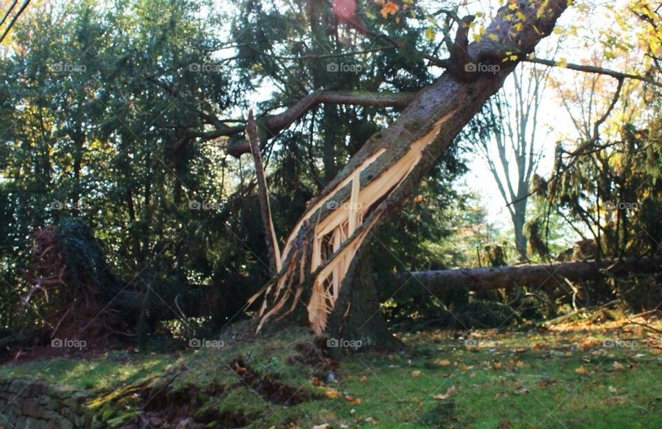 Tree damage from hurricane 