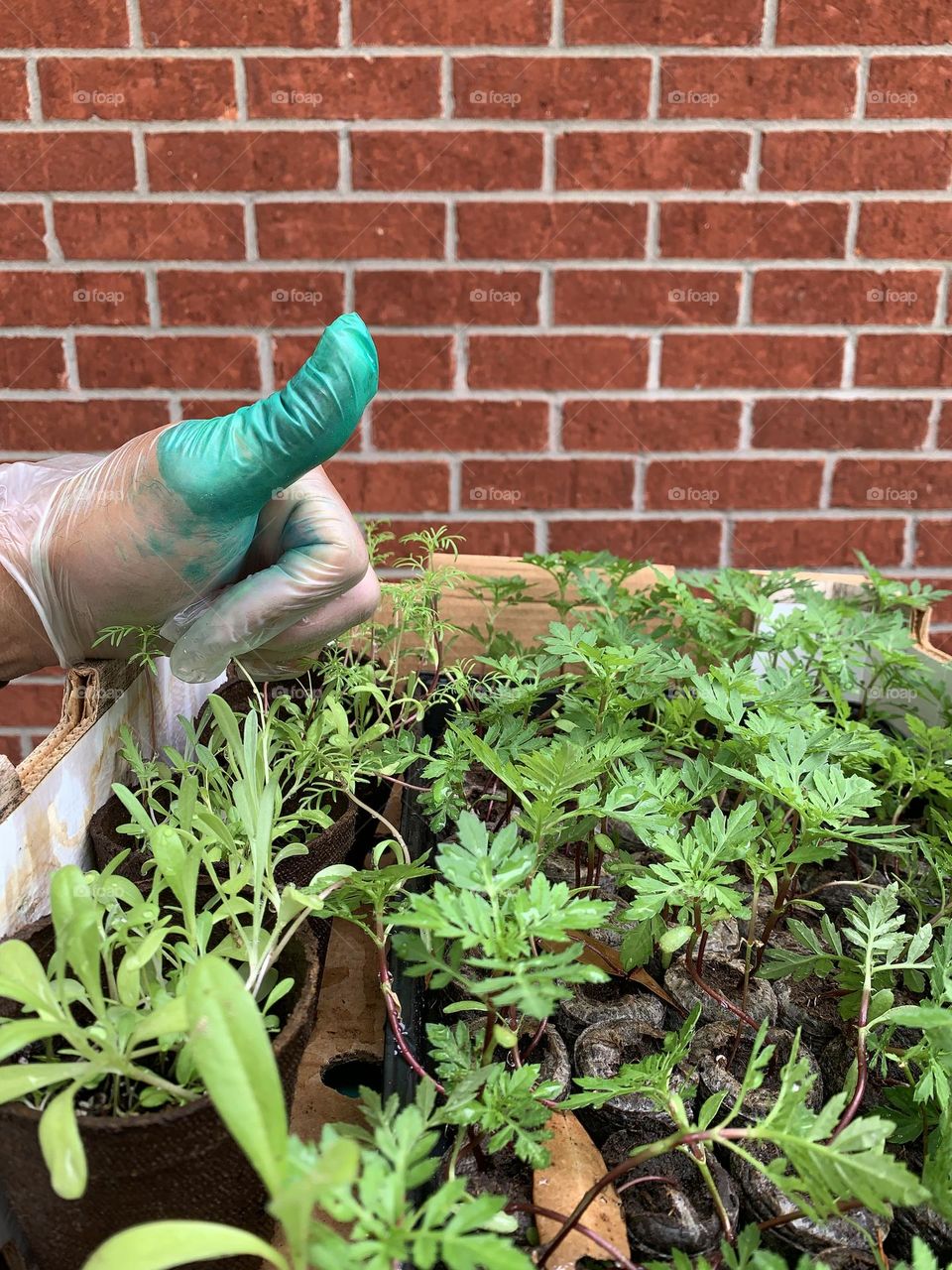 GREEN THUMB GARDENING - BE AUTHENTIC GO GREEN! ✅♻️ Organically growing your own food is sustainable and nourishes your soil by using safe and natural fertilizers and products.