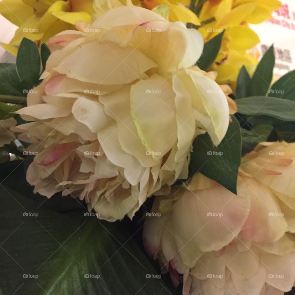 Pink, yellow and white Flowers in Hong Kong, Olympia City. 