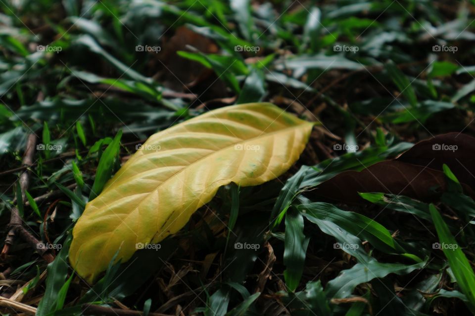 portrait of a leaf
