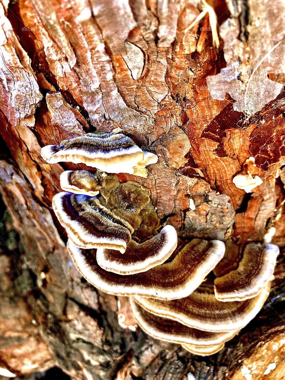 Wild mushrooms on tree bark 