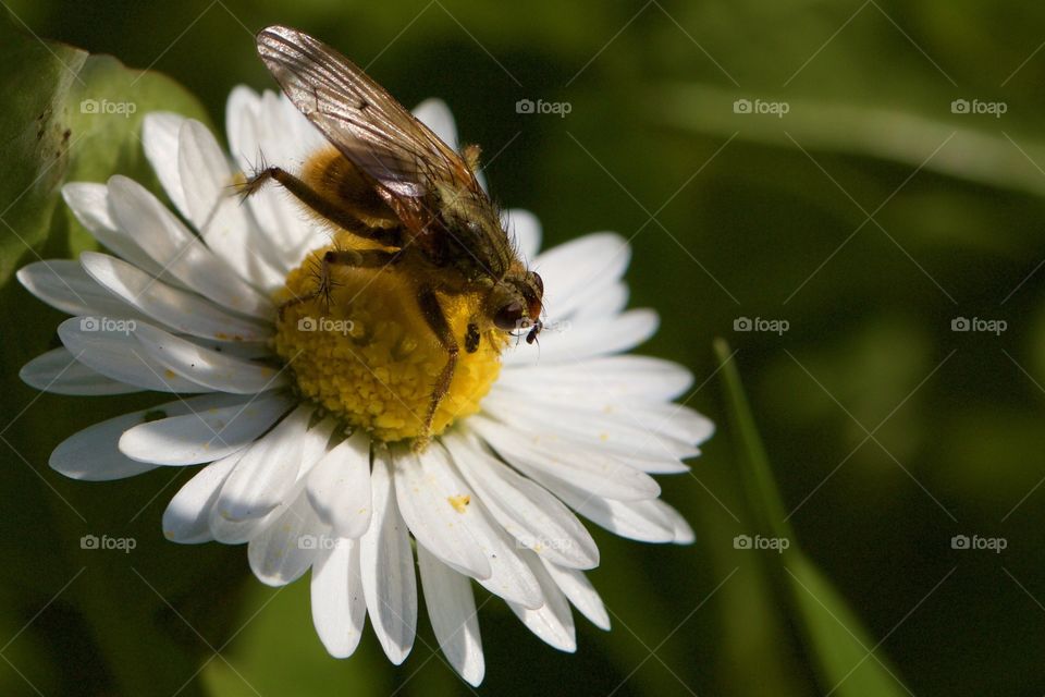 Fly Feeding From Flower