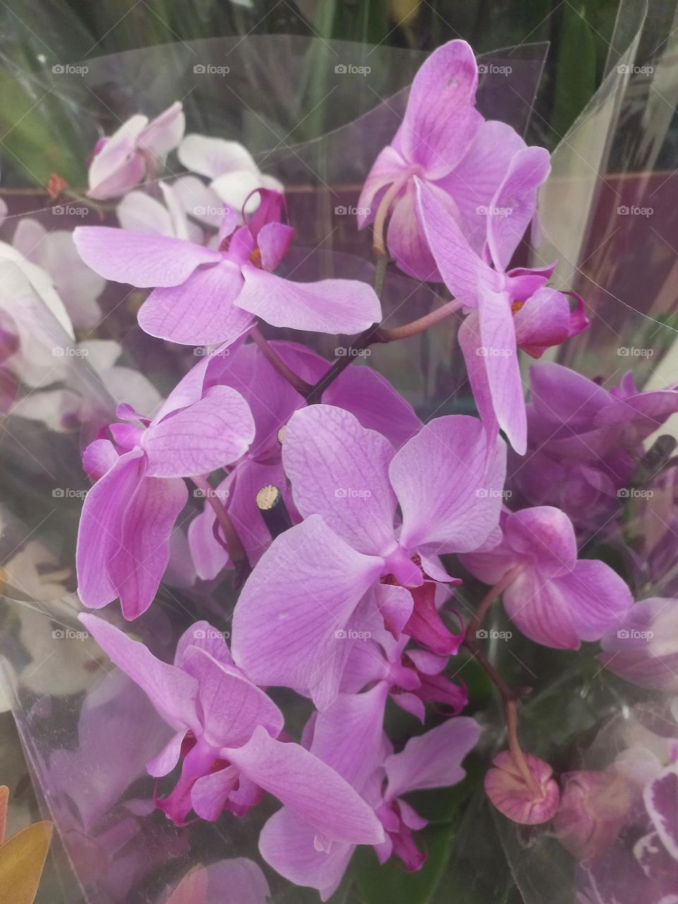 A beleza exuberante das orquídeas.  A orquidea  é uma planta que se adapta a diferentes climas, dependendo da espécie específica.  No entanto, prefere um clima Tropical e subtropical