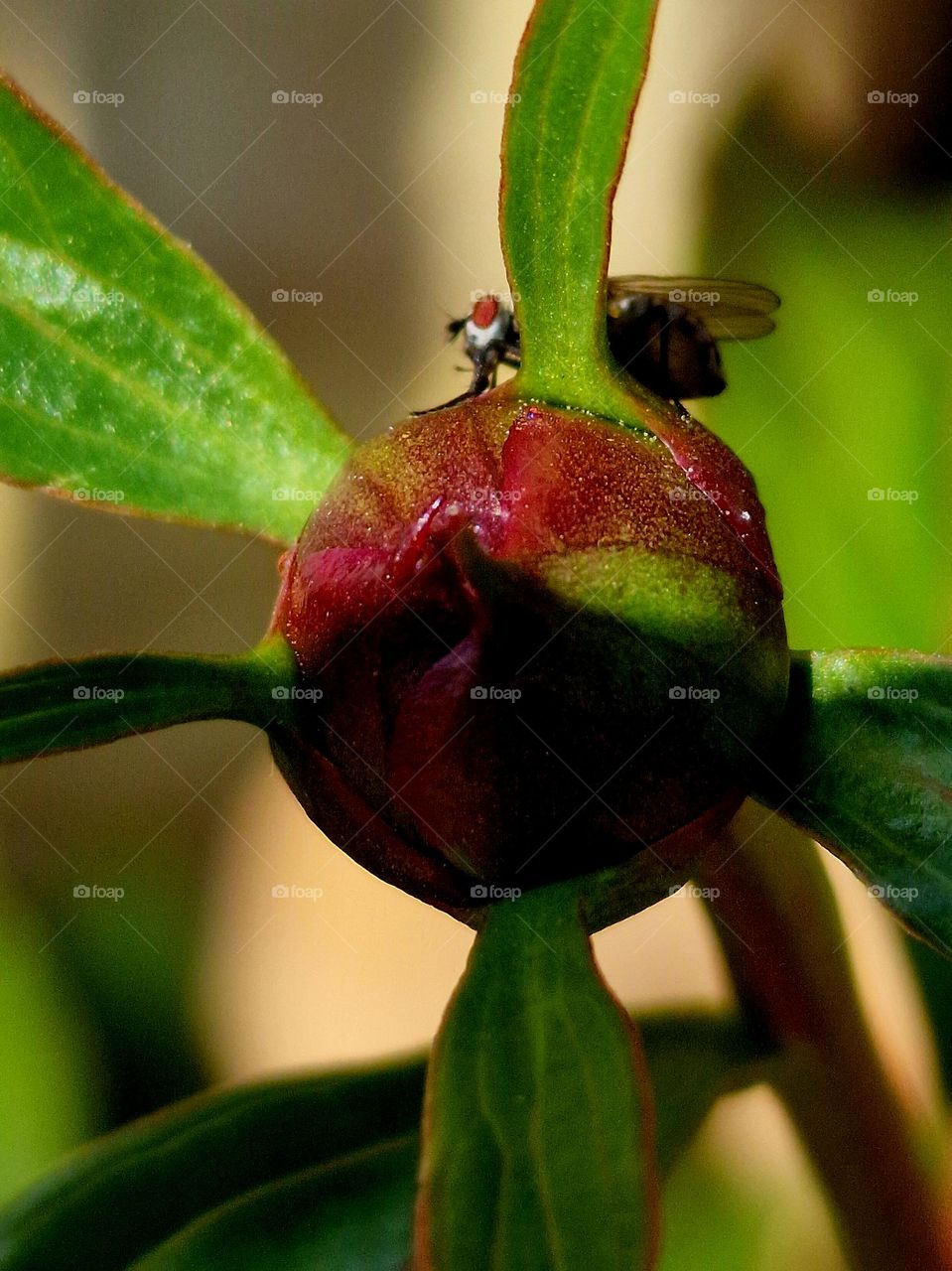 plant with complementary colors