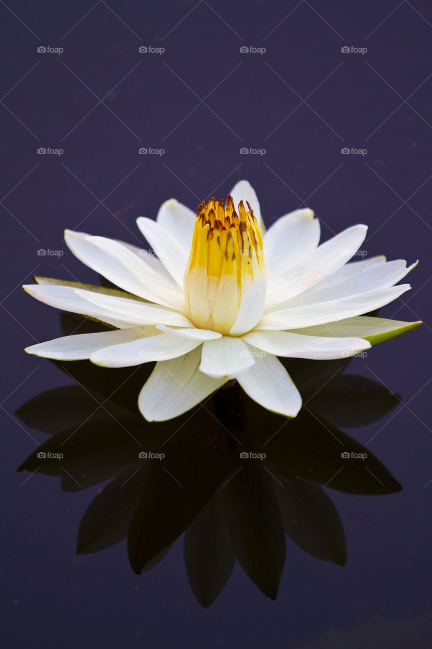 Love the simplicity of these colors of this single water lily on black purple water, white and yellow flower