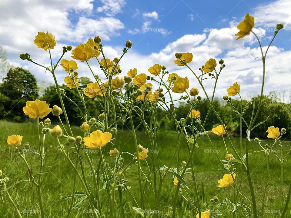 Yellow flowers in the field seen from below