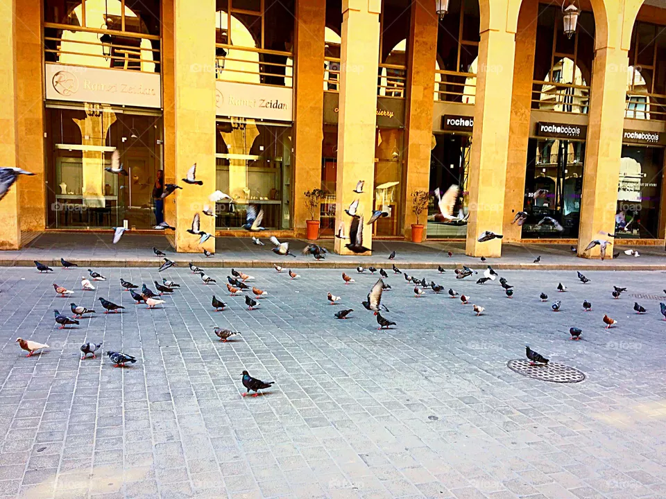 Birds