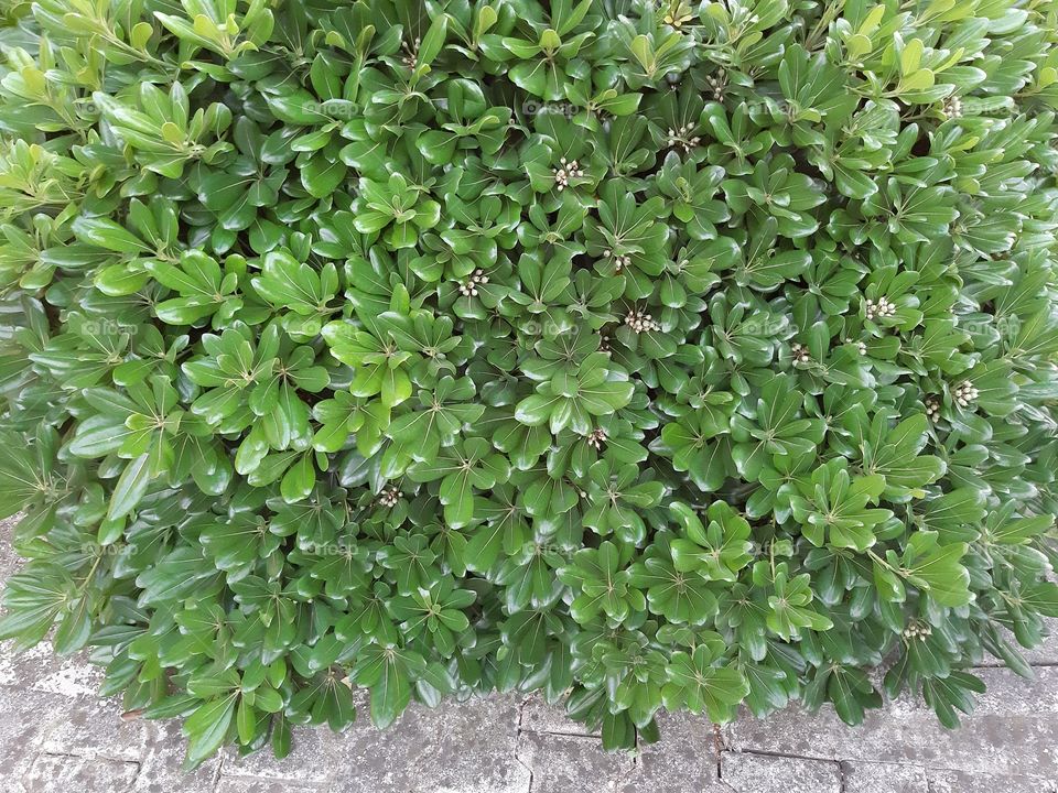 leaf flora green