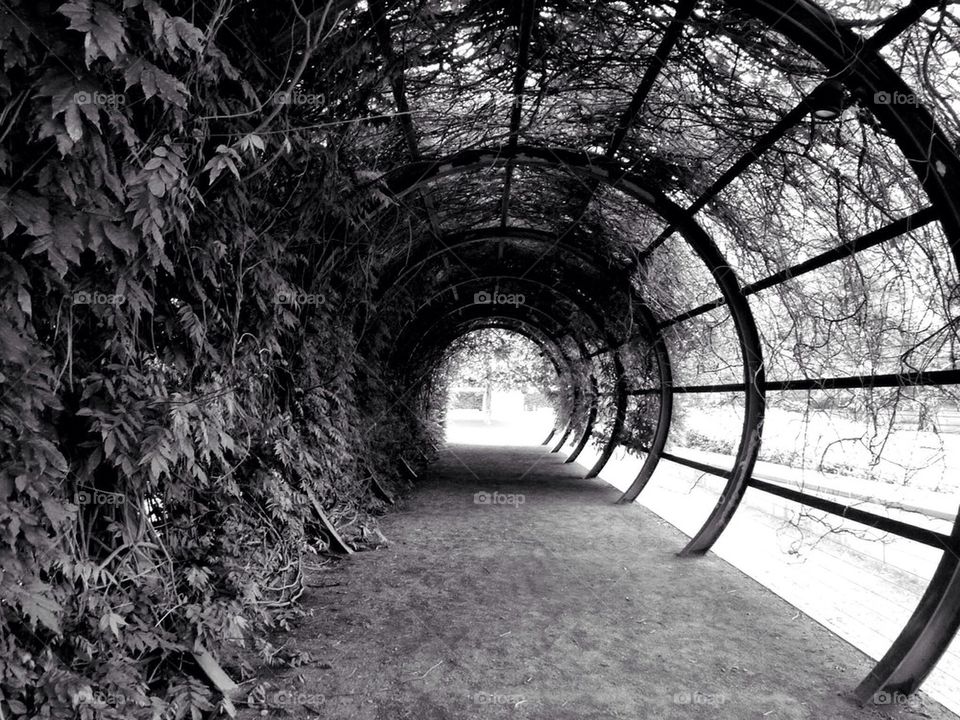 Tree Vine Tunnel