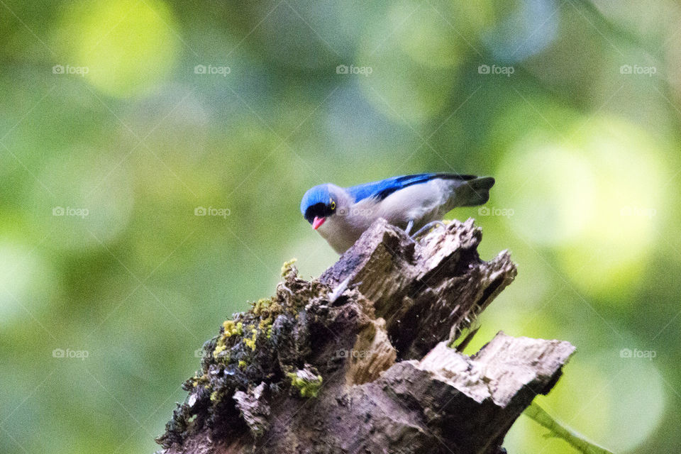 Velvet-Fronted Nuthatch 