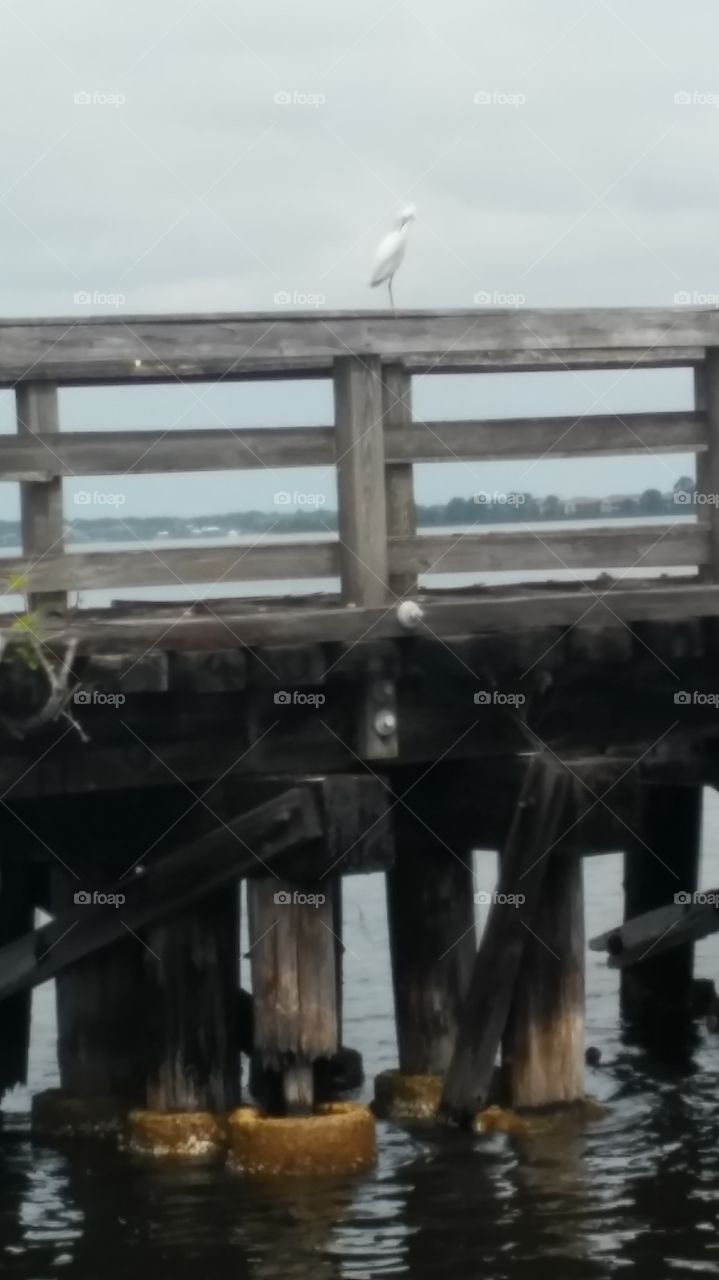 Bird on bridge in Florida