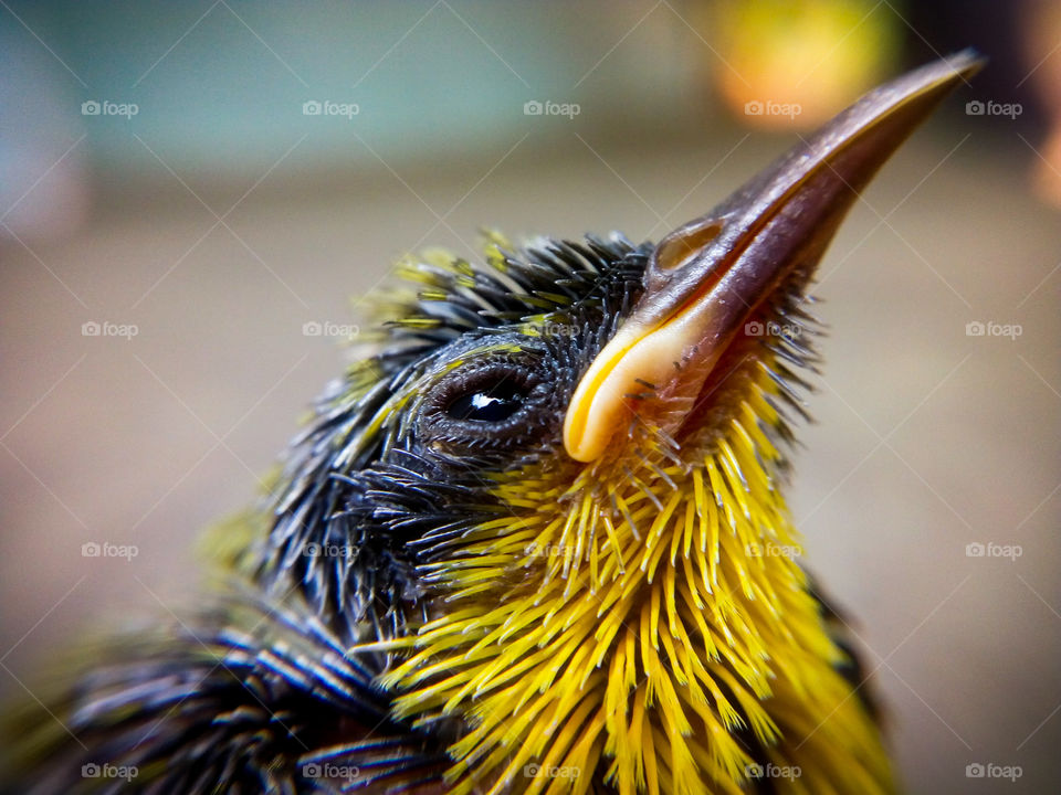 this is a picture of baby sun bird