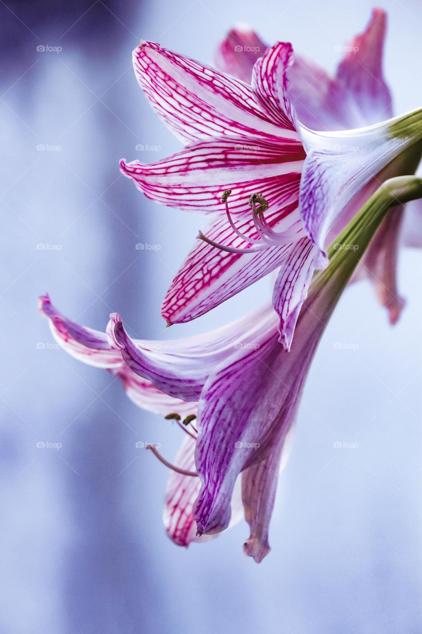 Pink flower stripped barbados lily side view blurred background taken on a blue hour.