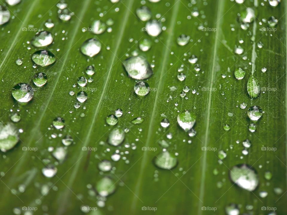 Close-up of dew drops on leaves in the morning.