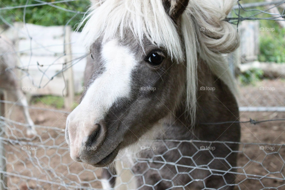 Close-up of a horse