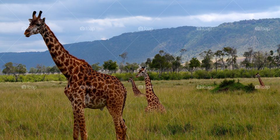 High angle view of giraffe in grassy landscape