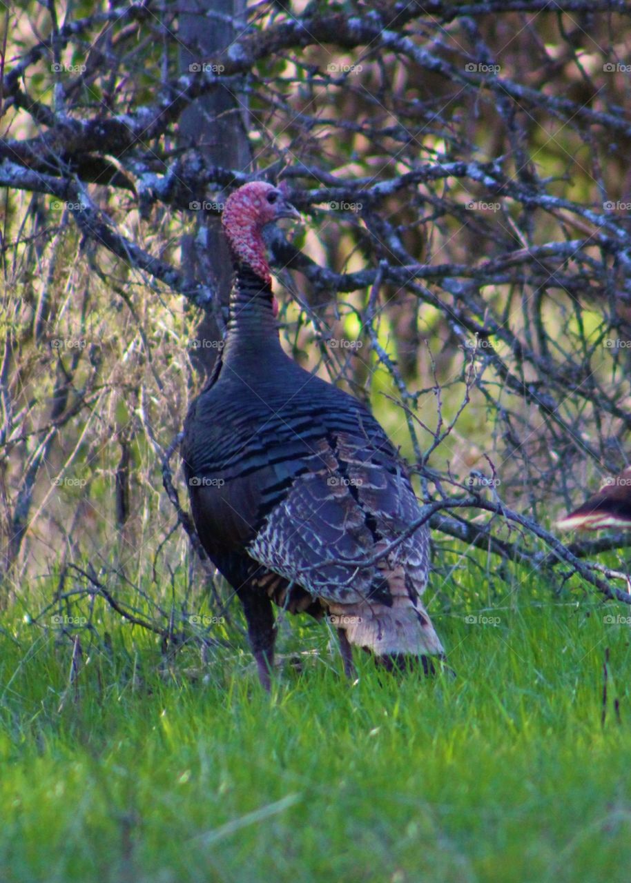 Wild turkey 