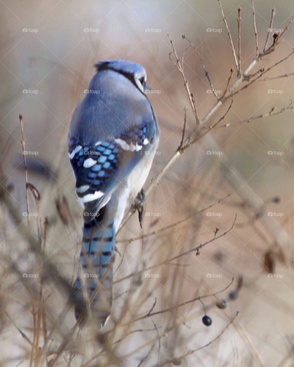 Blue Jay