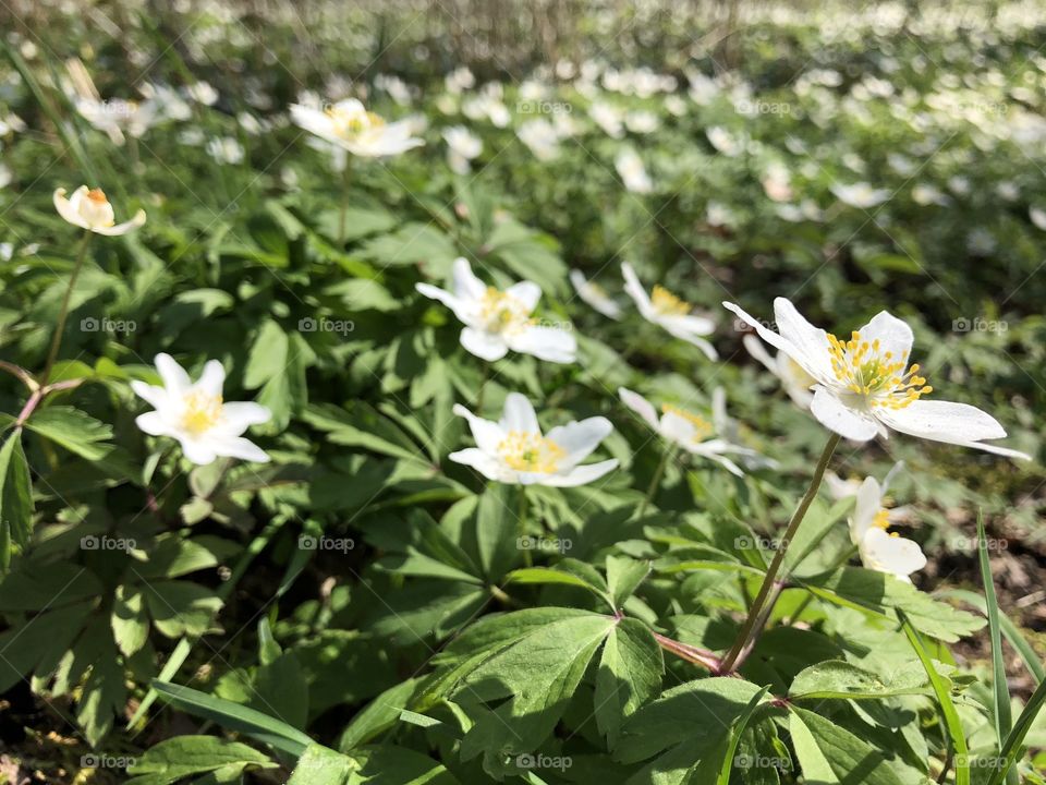 Anemone nemorosa