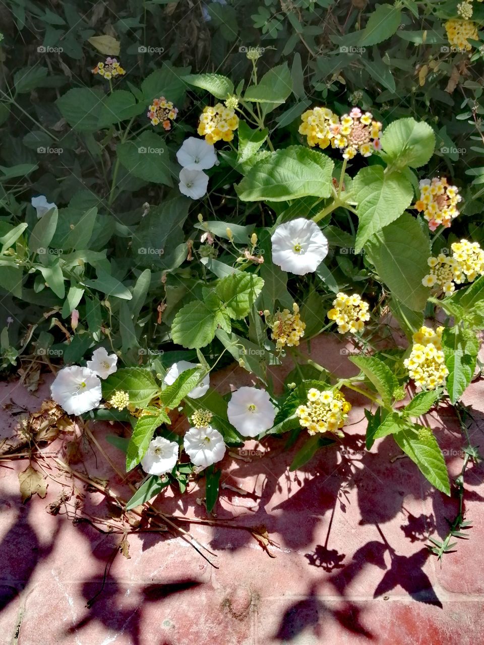 Beautiful white and yellow flowers by the pink garden platform.