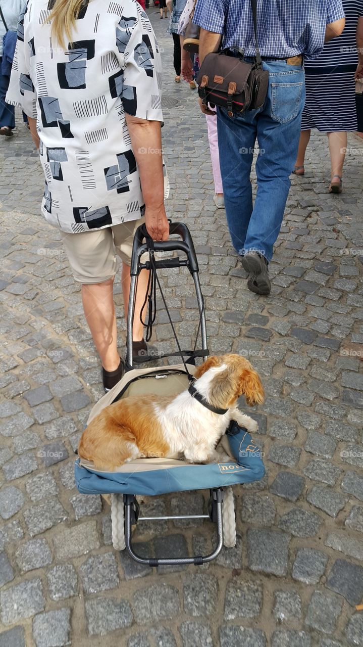 Dog on a trolley