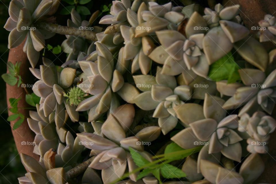 natural flowers in a flower vase. making our environment beautiful and nice looking. nature giving life a meaning.