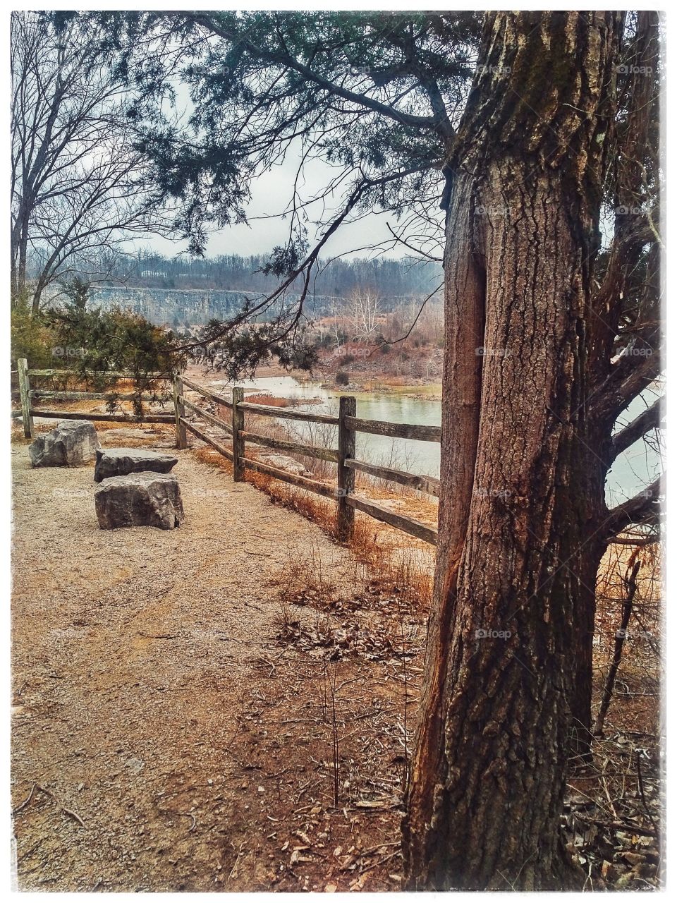 Pines, fence and pond views at nature park