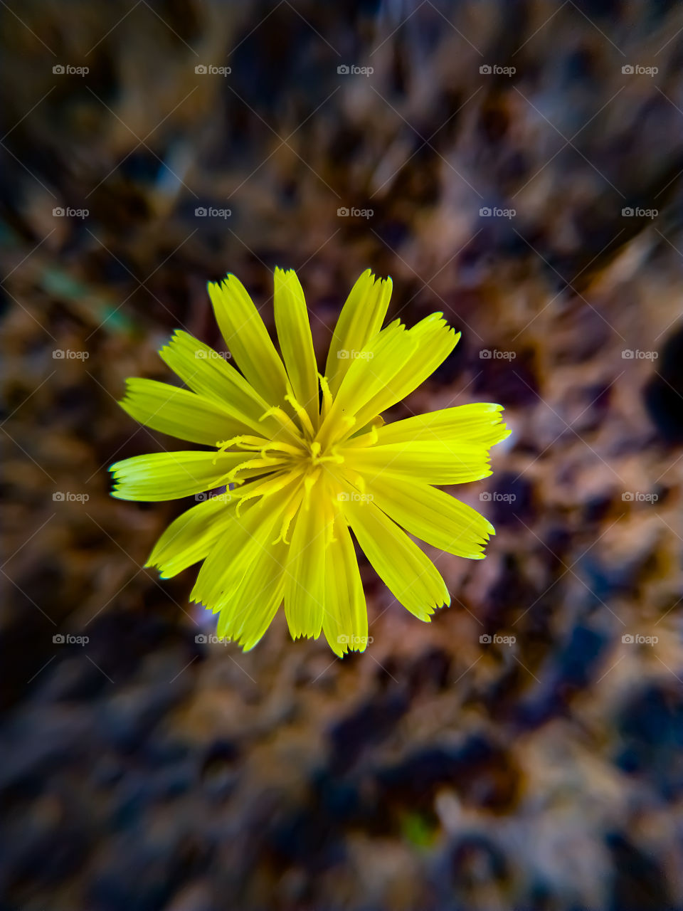 Yellow flowers blooming in summer on a gray background