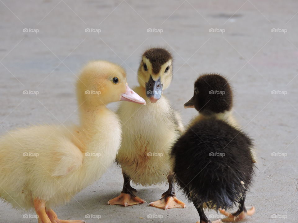3 little ducks