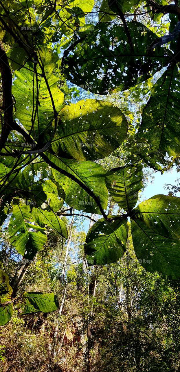 forest - tree leaves - nature