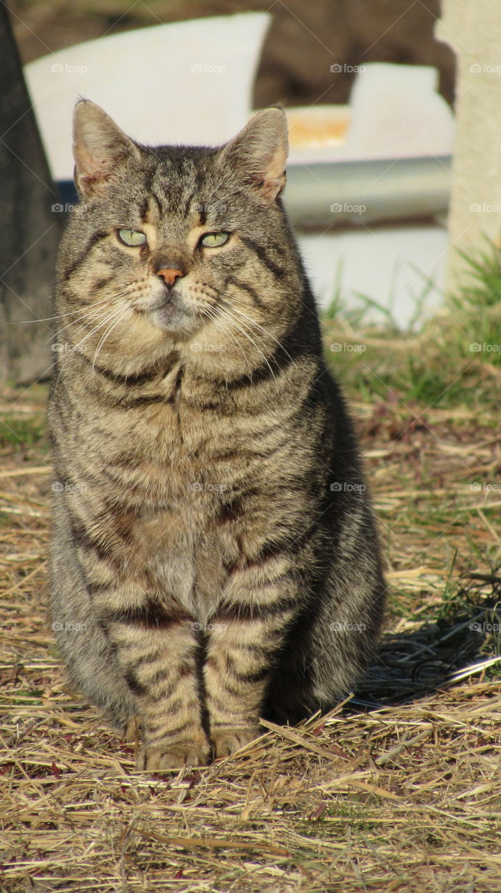 Fat male stripped tabby cat