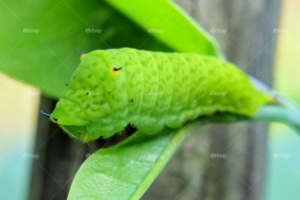 Green worm