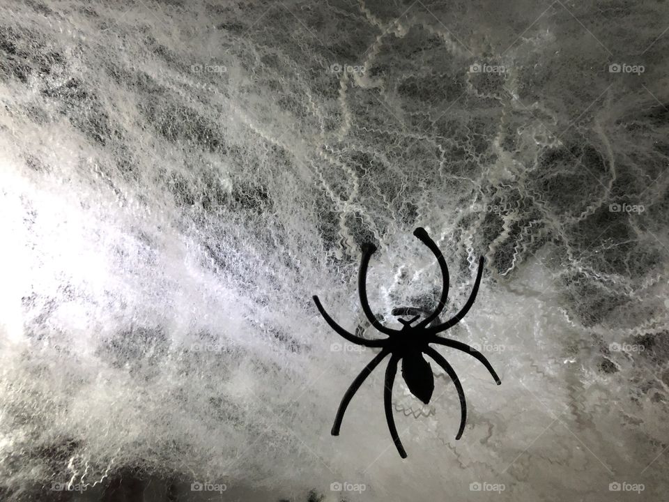 A spooky image of a spider