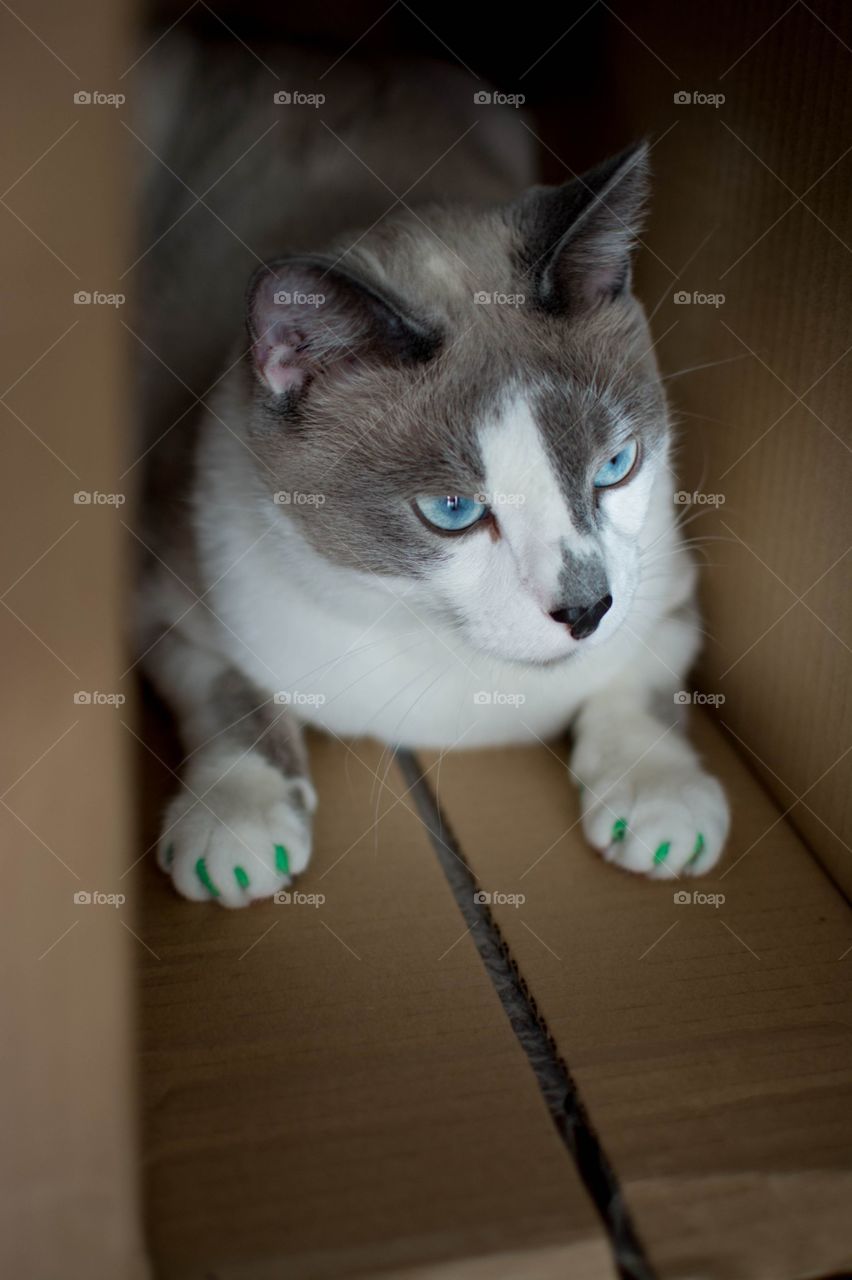 cat in a box. cat loves boxes