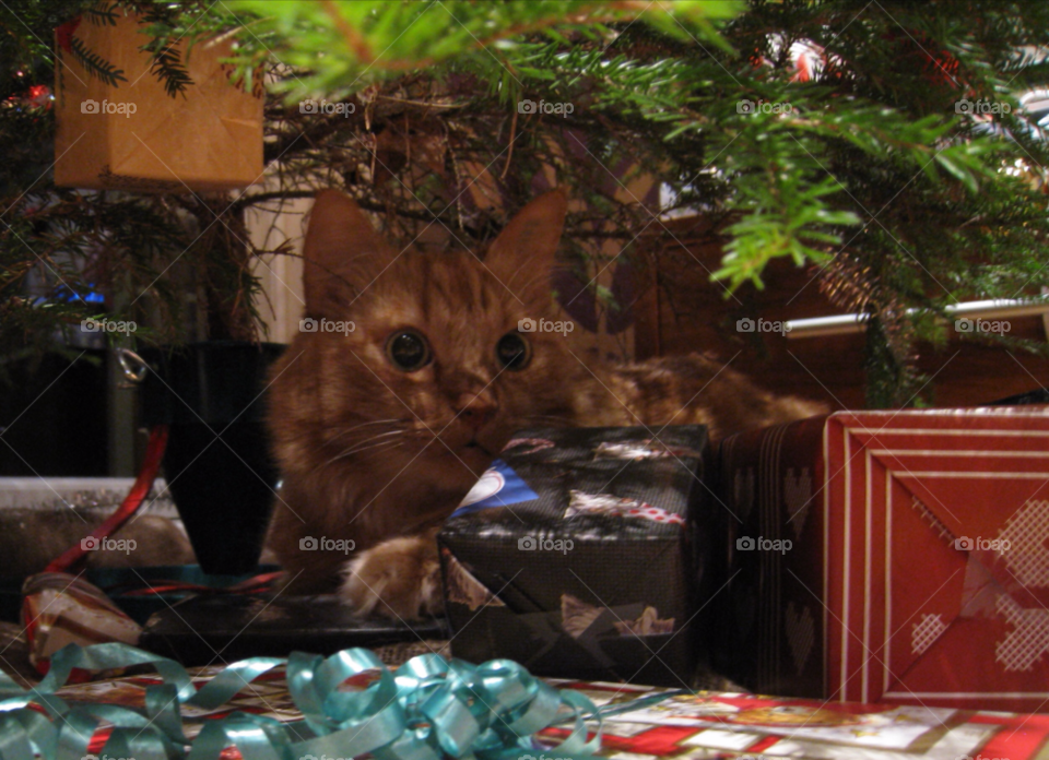 tree christmas cat katt by MagnusPm