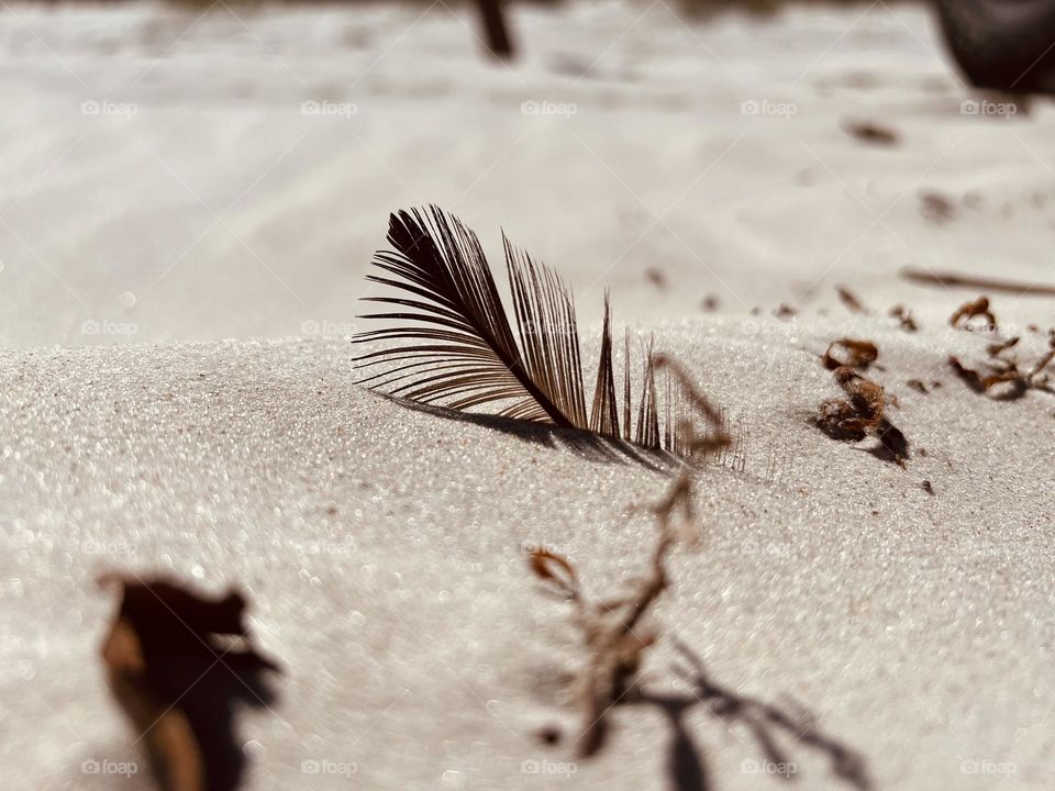 Birds Feather laying upon the glistening sand 