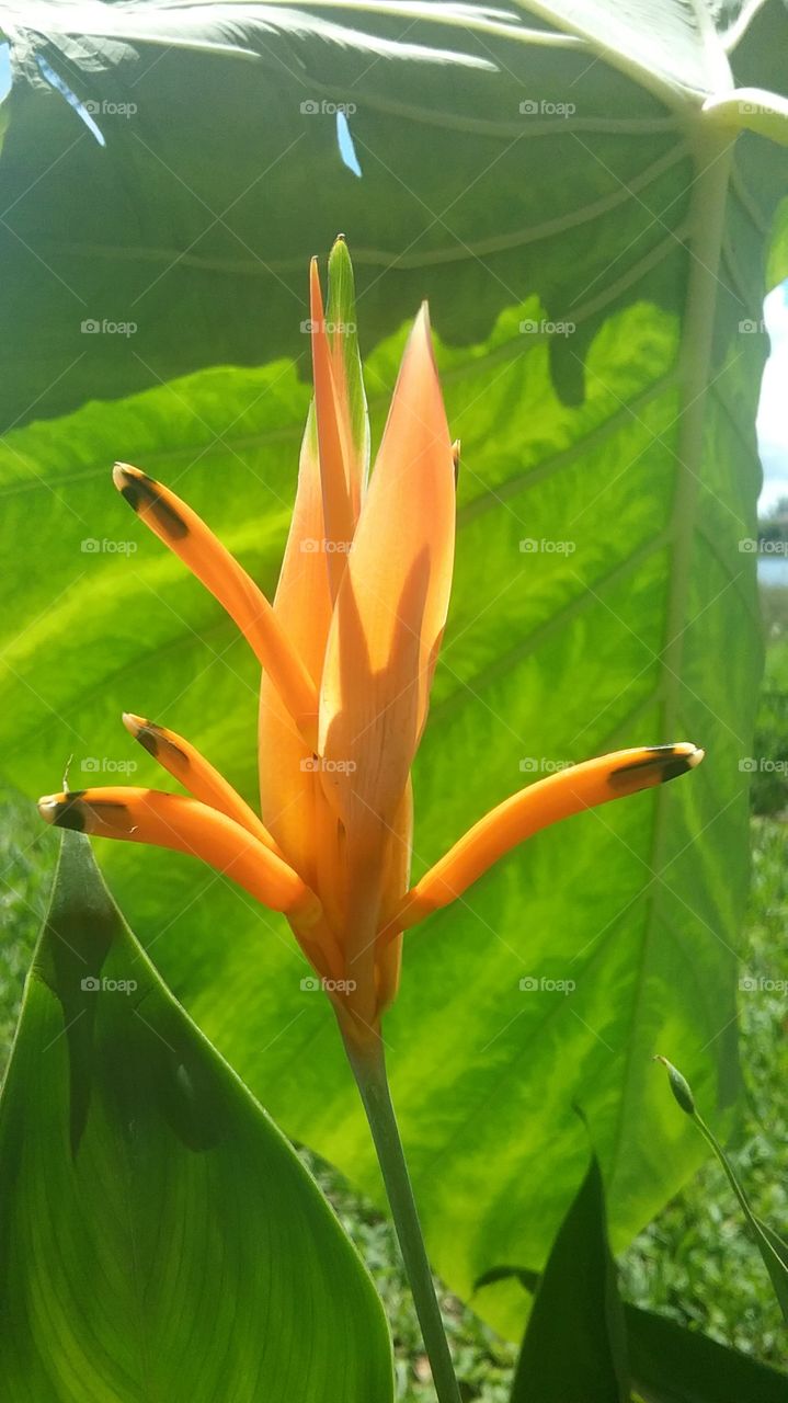 Orange colored tropical flower with contrasting green leaf background