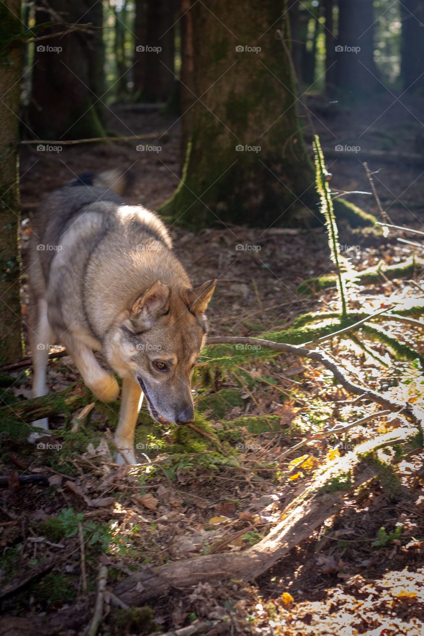 wildlife  dog 