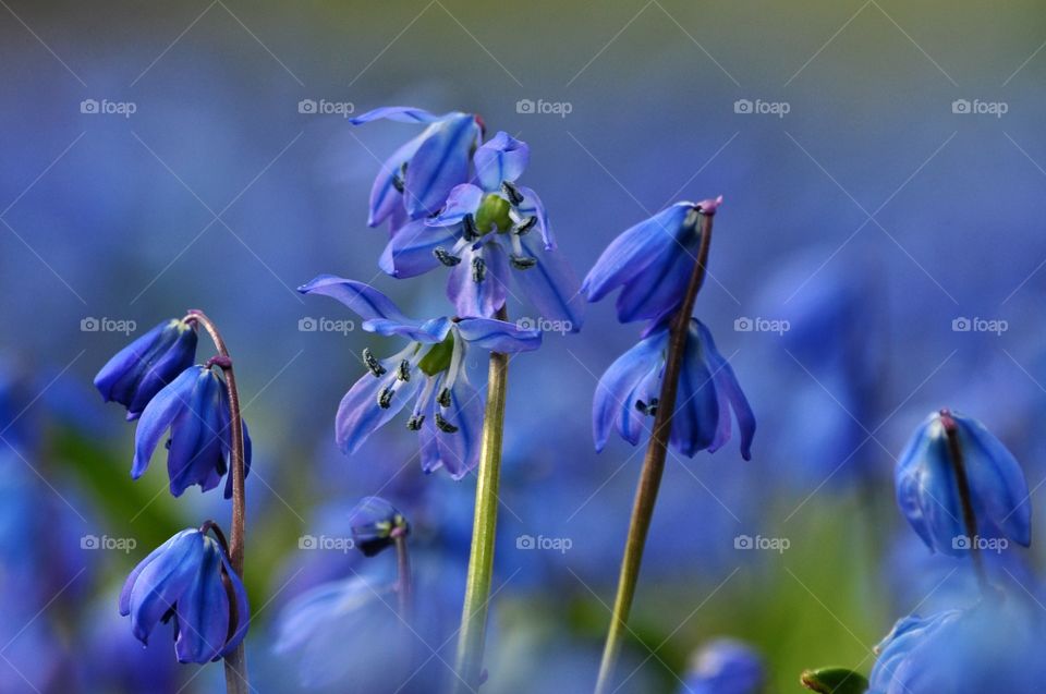 blue snowdrops field in the park in Poland