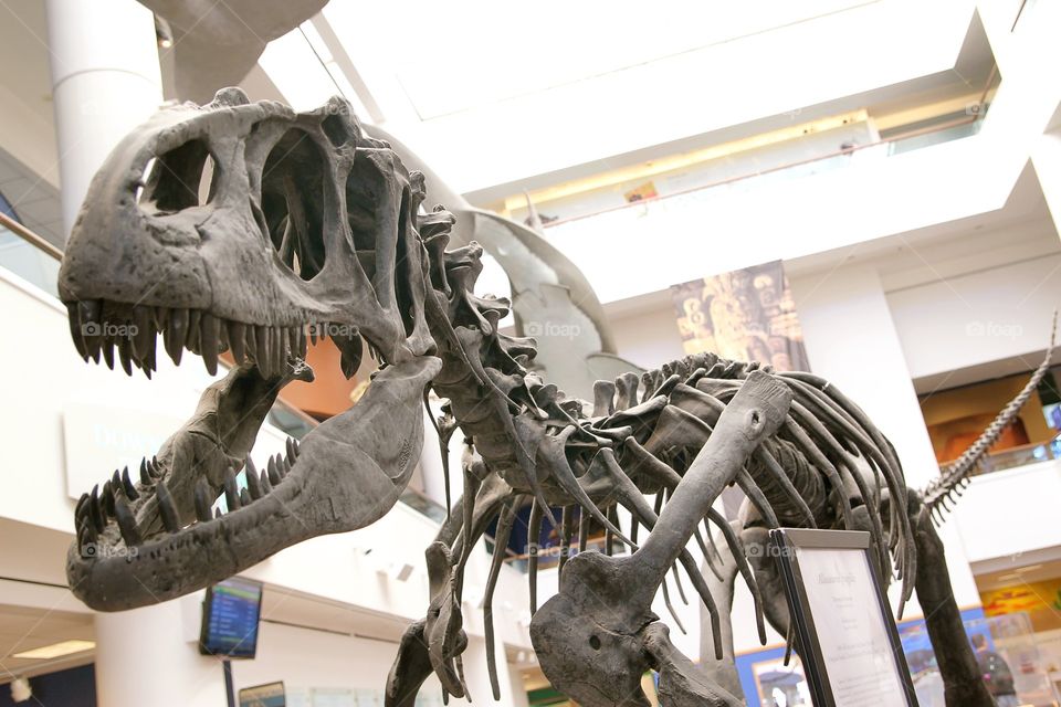Dino Raptor at Museum